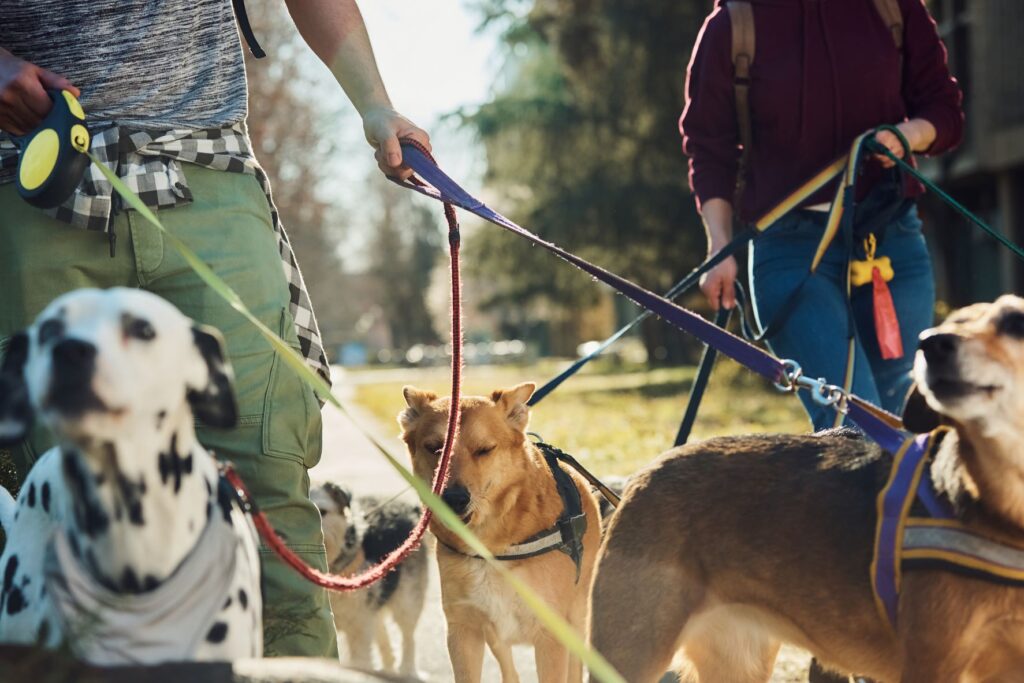 How to Find the Best Pet Sitters